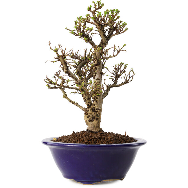 Ulmus parvifolia Micro, 16 cm, ± 15 years old