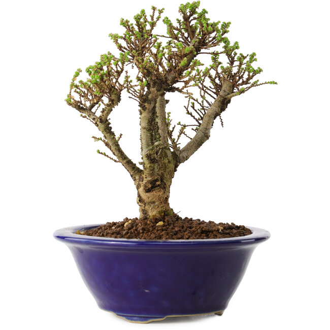 Ulmus parvifolia Micro, 14 cm, ± 15 años