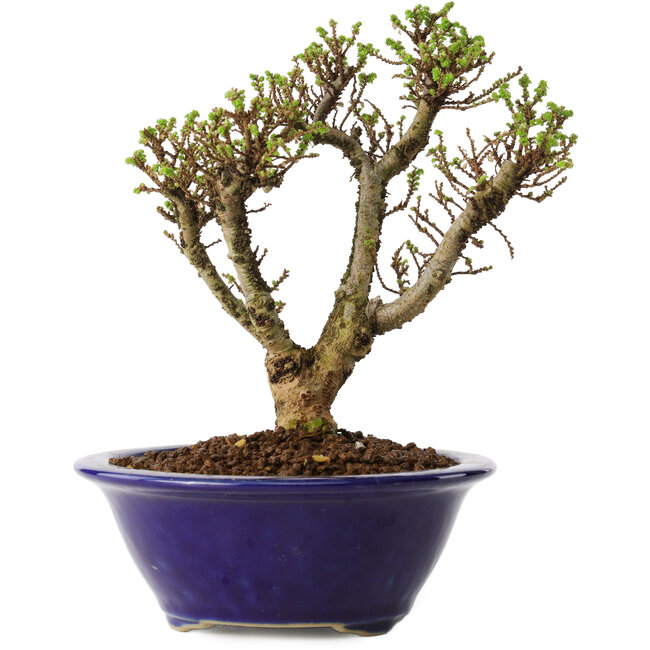 Ulmus parvifolia Micro, 14 cm, ± 15 jaar oud