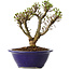 Ulmus parvifolia Micro, 14 cm, ± 15 jaar oud