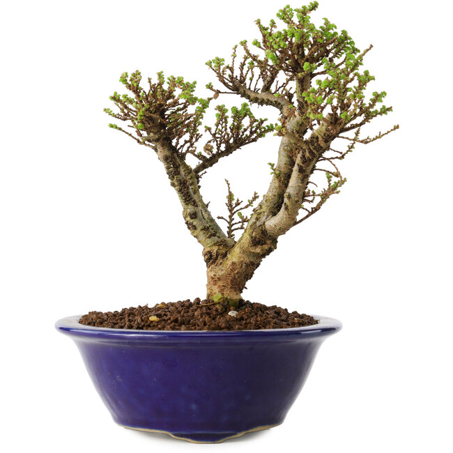 Ulmus parvifolia Micro, 14 cm, ± 15 anni