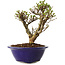Ulmus parvifolia Micro, 14 cm, ± 15 jaar oud