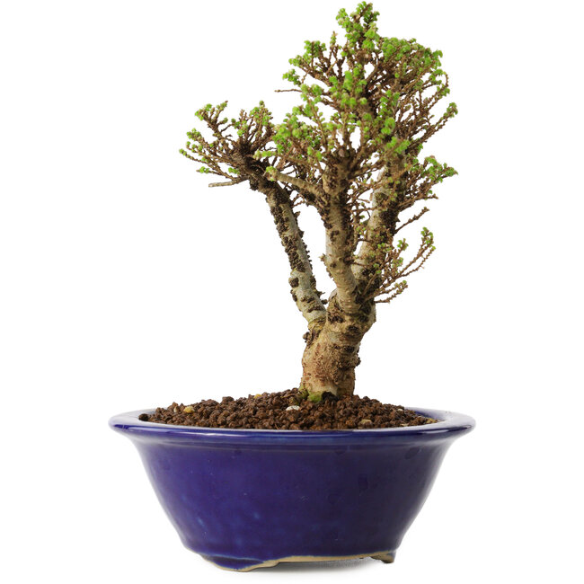 Ulmus parvifolia Micro, 14 cm, ± 15 jaar oud