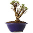 Ulmus parvifolia Micro, 12 cm, ± 15 jaar oud