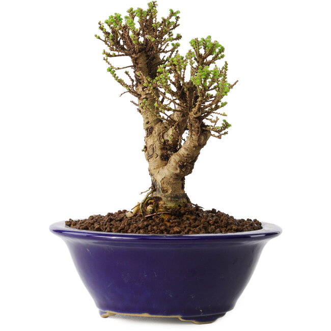 Ulmus parvifolia Micro, 12 cm, ± 15 jaar oud