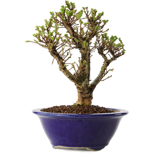 Ulmus parvifolia Micro, 14 cm, ± 15 Jahre alt
