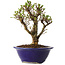 Ulmus parvifolia Micro, 14 cm, ± 15 jaar oud