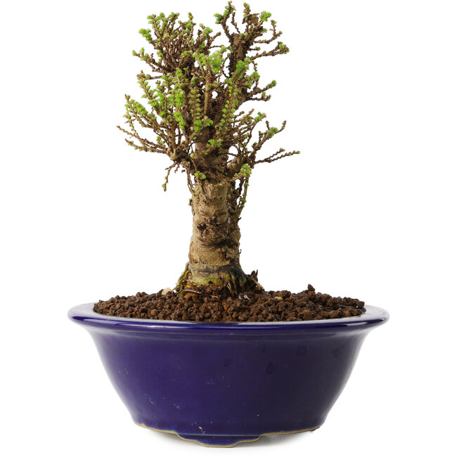 Ulmus parvifolia Micro, 12 cm, ± 15 ans