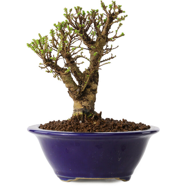 Ulmus parvifolia Micro, 12 cm, ± 15 anni