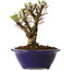 Ulmus parvifolia Micro, 12 cm, ± 15 jaar oud