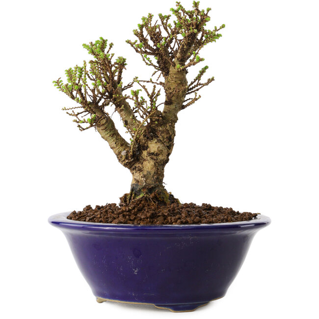 Ulmus parvifolia Micro, 12 cm, ± 15 anni