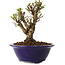 Ulmus parvifolia Micro, 12 cm, ± 15 jaar oud