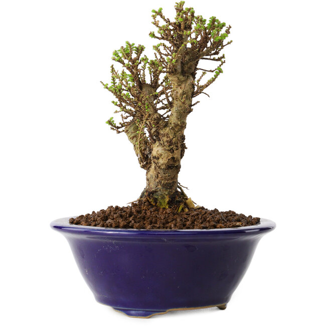 Ulmus parvifolia Micro, 12 cm, ± 15 Jahre alt