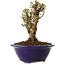 Ulmus parvifolia Micro, 12 cm, ± 15 jaar oud