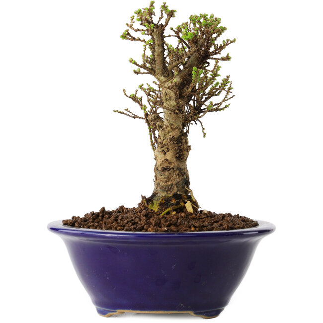 Ulmus parvifolia Micro, 12 cm, ± 15 años