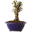 Ulmus parvifolia Micro, 12 cm, ± 15 jaar oud