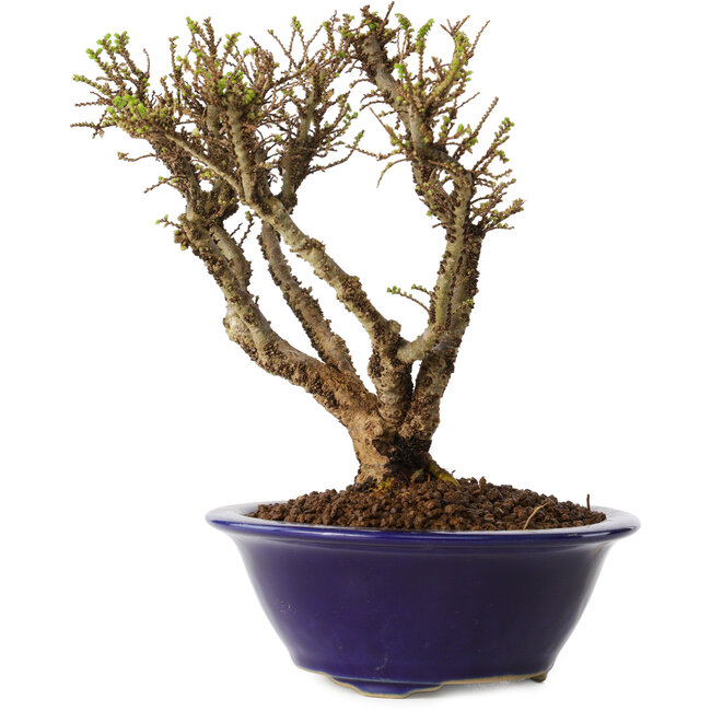 Ulmus parvifolia Micro, 15 cm, ± 15 jaar oud