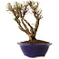 Ulmus parvifolia Micro, 15 cm, ± 15 jaar oud