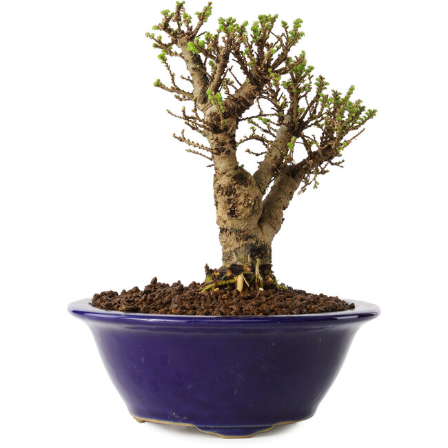 Ulmus parvifolia Micro, 12 cm, ± 15 jaar oud
