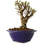 Ulmus parvifolia Micro, 12 cm, ± 15 jaar oud