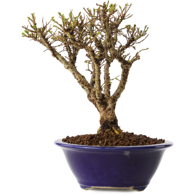 Ulmus parvifolia Micro, 15 cm, ± 15 ans