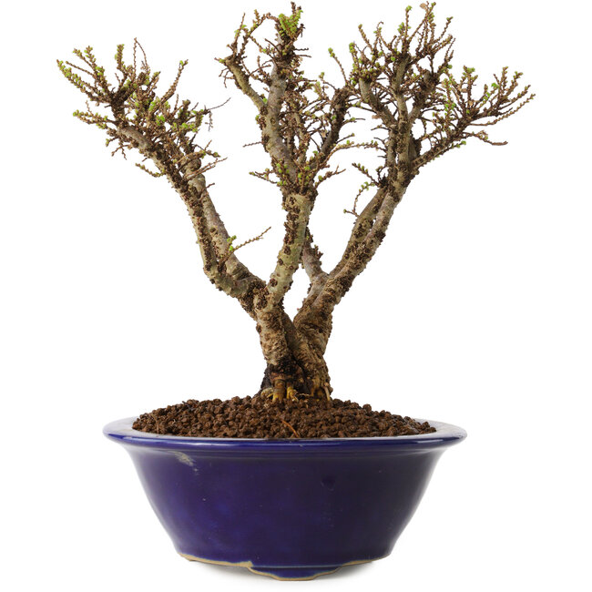 Ulmus parvifolia Micro, 15 cm, ± 15 ans