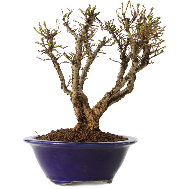 Ulmus parvifolia Micro, 15 cm, ± 15 años