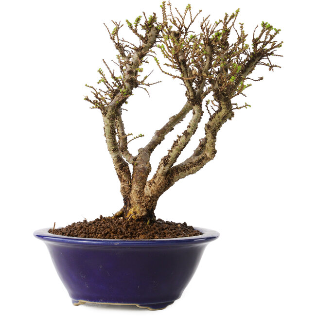 Ulmus parvifolia Micro, 15 cm, ± 15 ans