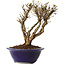 Ulmus parvifolia Micro, 15 cm, ± 15 jaar oud