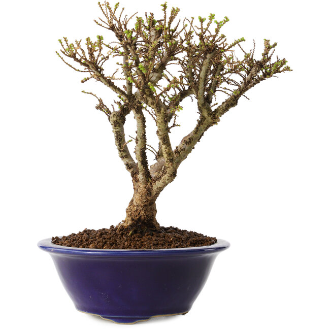 Ulmus parvifolia Micro, 15 cm, ± 15 jaar oud