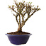 Ulmus parvifolia Micro, 15 cm, ± 15 jaar oud