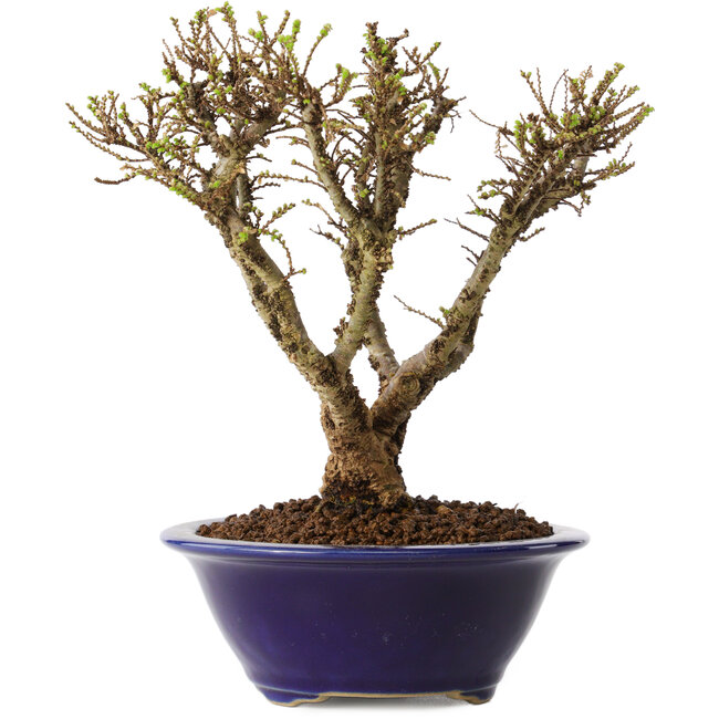 Ulmus parvifolia Micro, 15 cm, ± 15 jaar oud