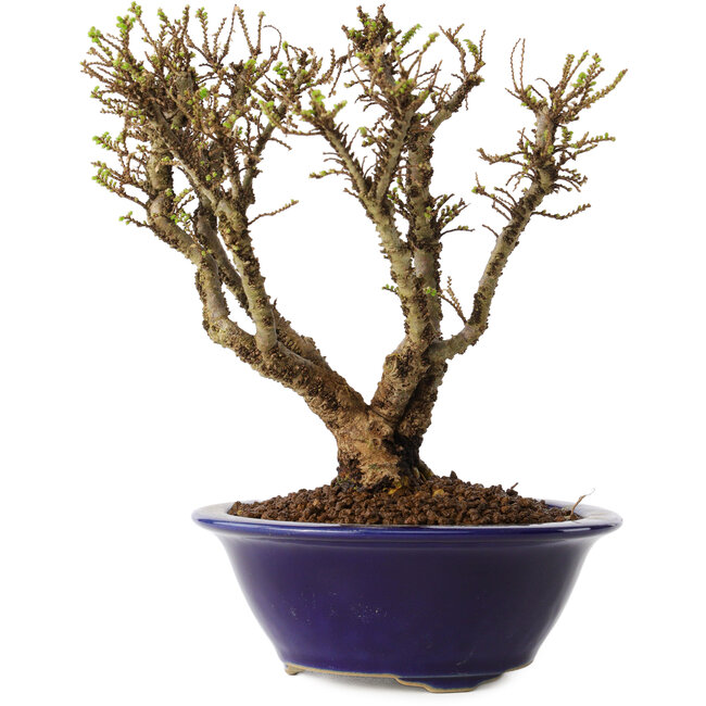 Ulmus parvifolia Micro, 15 cm, ± 15 jaar oud