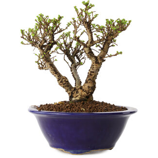 Ulmus parvifolia Micro, 12 cm, ± 15 jaar oud