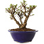 Ulmus parvifolia Micro, 12 cm, ± 15 jaar oud