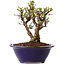 Ulmus parvifolia Micro, 12 cm, ± 15 jaar oud
