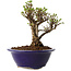 Ulmus parvifolia Micro, 12 cm, ± 15 jaar oud