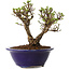 Ulmus parvifolia Micro, 12 cm, ± 15 jaar oud