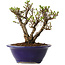 Ulmus parvifolia Micro, 12 cm, ± 15 jaar oud