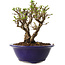 Ulmus parvifolia Micro, 12 cm, ± 15 jaar oud