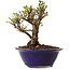 Ulmus parvifolia Micro, 12 cm, ± 15 jaar oud