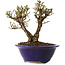 Ulmus parvifolia Micro, 12 cm, ± 15 jaar oud