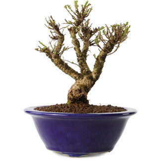 Ulmus parvifolia Micro, 12 cm, ± 15 jaar oud