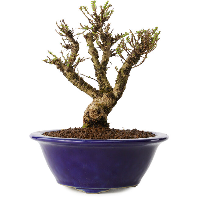 Ulmus parvifolia Micro, 12 cm, ± 15 jaar oud