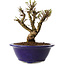 Ulmus parvifolia Micro, 12 cm, ± 15 jaar oud