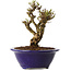Ulmus parvifolia Micro, 12 cm, ± 15 jaar oud