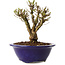 Ulmus parvifolia Micro, 12 cm, ± 15 jaar oud