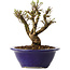 Ulmus parvifolia Micro, 12 cm, ± 15 jaar oud