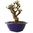 Ulmus parvifolia Micro, 12 cm, ± 15 jaar oud