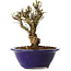 Ulmus parvifolia Micro, 12 cm, ± 15 jaar oud